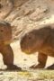 Nonton Film Life on Our Planet Season 1 Episode 4 WONGMOVIE Nonton Film Life on Our Planet Season 1 Episode 4 WONGMOVIE