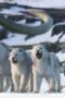 Nonton Film Life on Our Planet Season 1 Episode 8 WONGMOVIE Nonton Film Life on Our Planet Season 1 Episode 8 WONGMOVIE