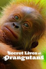 Nonton Film Secret Lives of Orangutans (2024) WONGMOVIE