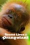 Nonton Film Secret Lives of Orangutans (2024) WONGMOVIE Nonton Film Secret Lives of Orangutans (2024) WONGMOVIE