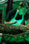 Nonton Film Swamp Thing Season 1 Episode 9 WONGMOVIE Nonton Film Swamp Thing Season 1 Episode 9 WONGMOVIE