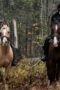 Nonton Film Chapelwaite Season 1 Episode 5 WONGMOVIE Nonton Film Chapelwaite Season 1 Episode 5 WONGMOVIE