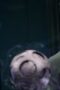 Nonton Film Jupiter’s Legacy Season 1 Episode 5 WONGMOVIE Nonton Film Jupiter’s Legacy Season 1 Episode 5 WONGMOVIE