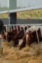 Nonton Film Clarkson’s Farm Season 4 Episode 1 WONGMOVIE Nonton Film Clarkson’s Farm Season 4 Episode 1 WONGMOVIE